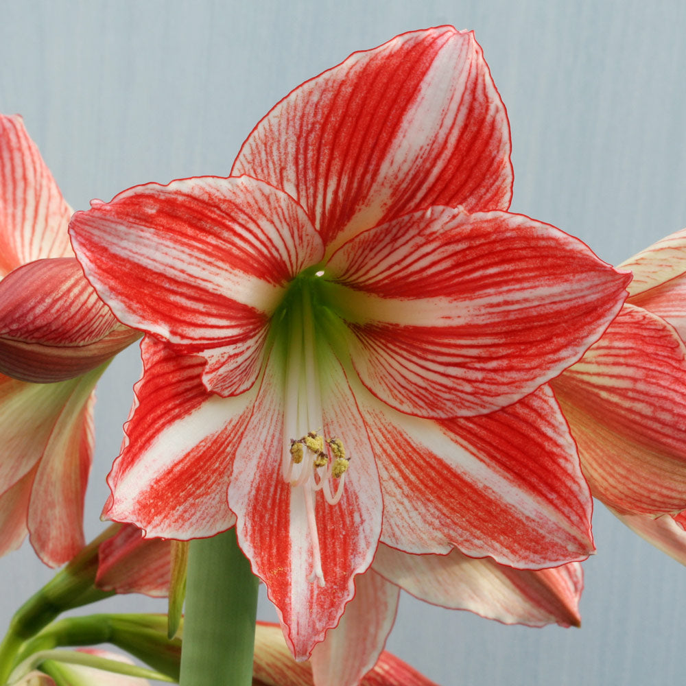 Amaryllis 'Fairytale,' two nursery pots in natural jute basket