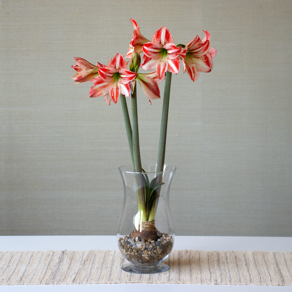 Amaryllis 'Fairytale,' one bulb with hurricane vase kit