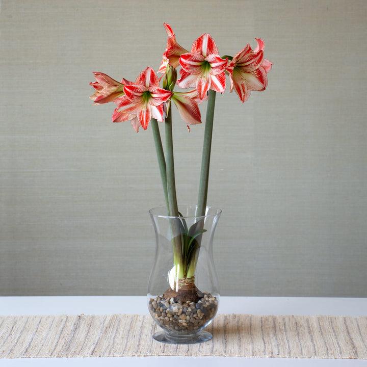 Amaryllis 'Fairytale,' one bulb with hurricane vase kit