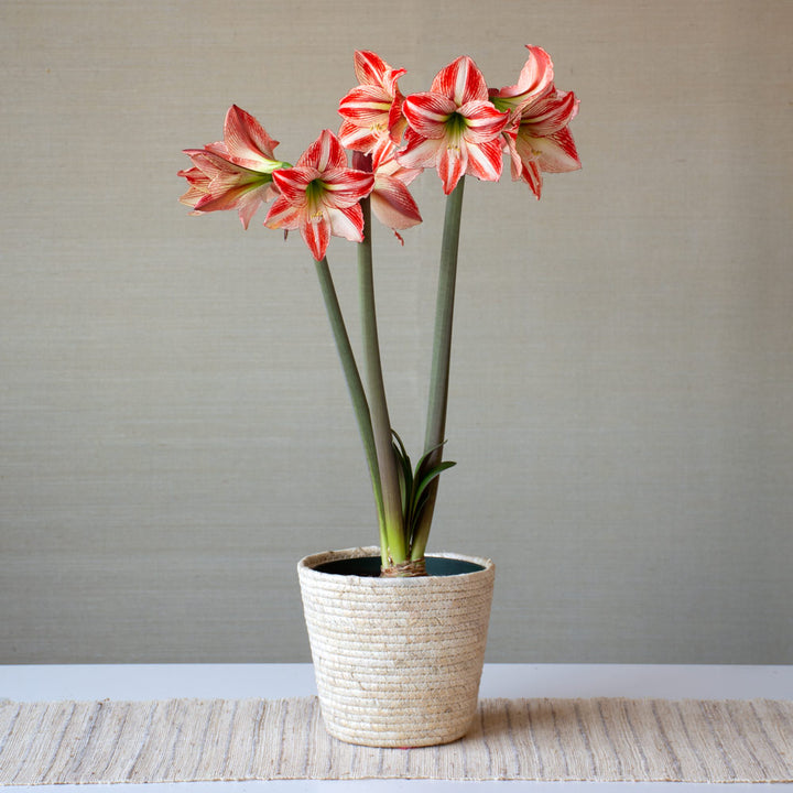 Amaryllis 'Fairytale,' one bulb in natural jute basket