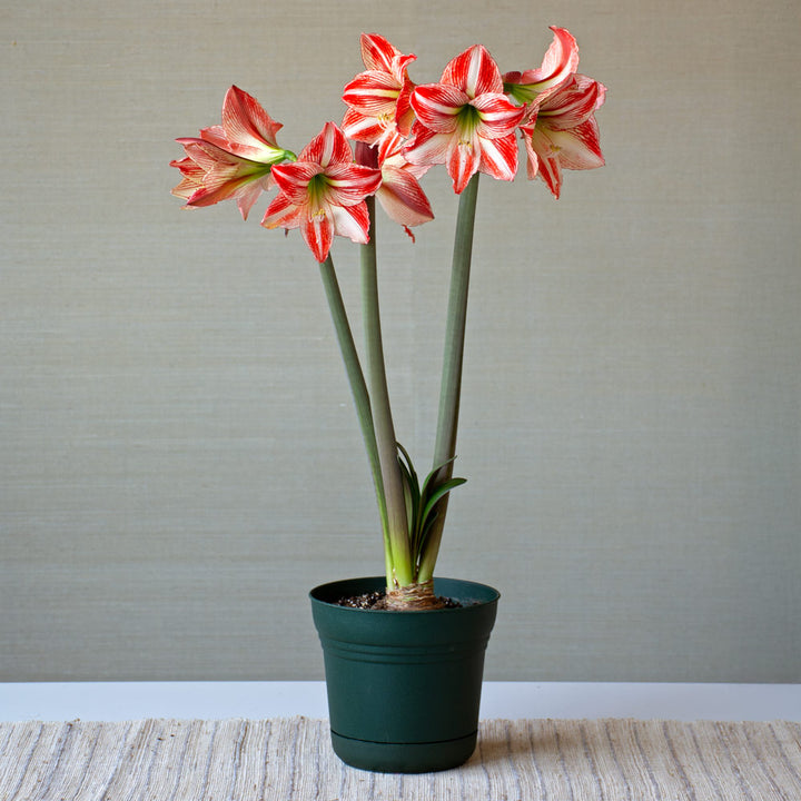 Amaryllis 'Fairytale,' one bulb in nursery pot