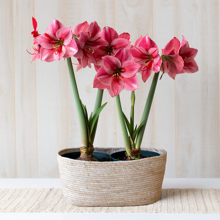 Amaryllis 'Fantasy,' two nursery pots in natural jute basket