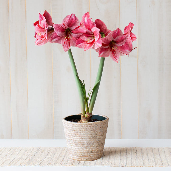 Amaryllis 'Fantasy,' one bulb in natural jute basket