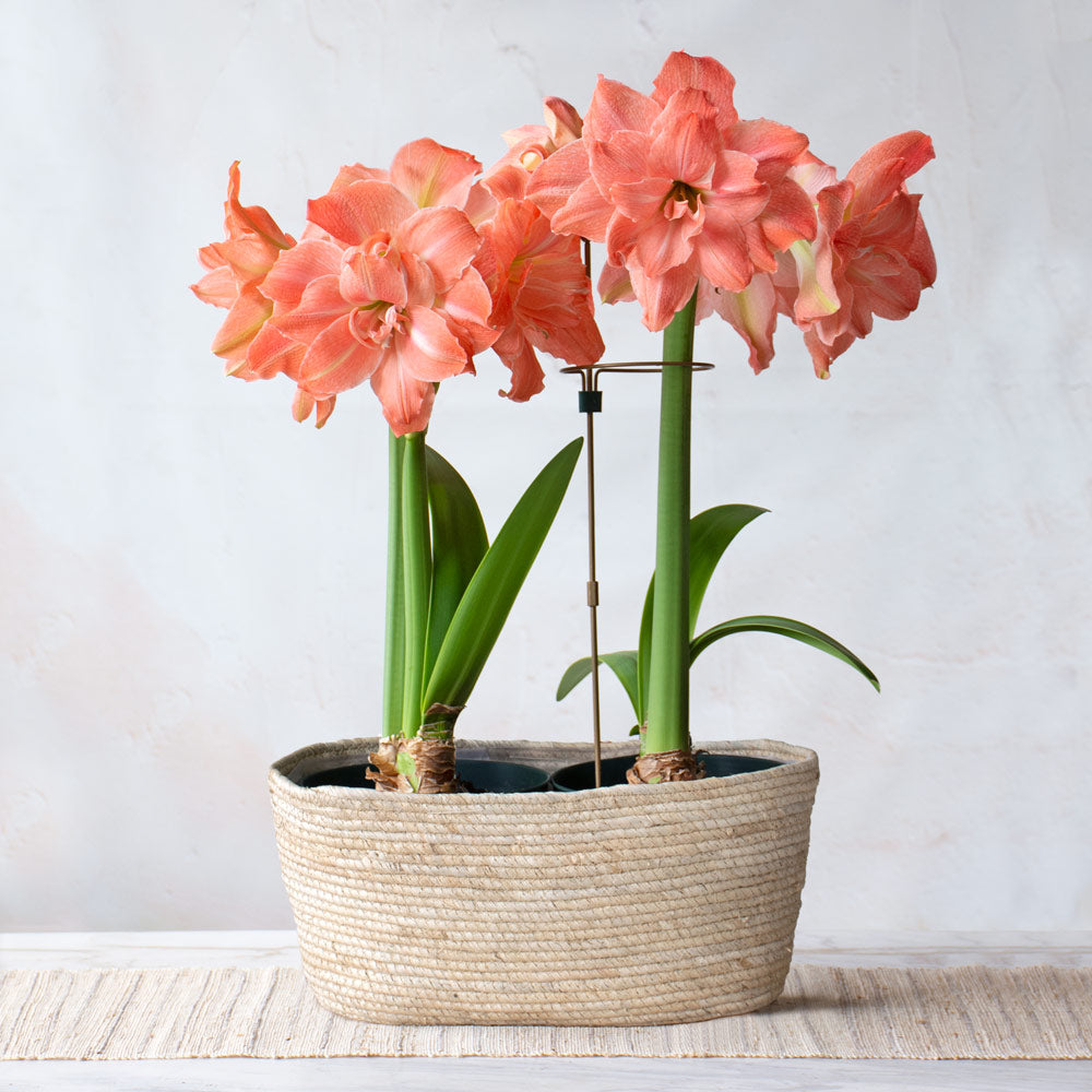 Amaryllis 'Flamingo Amadeus,' two nursery pots in natural jute basket