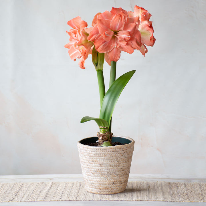 Amaryllis 'Flamingo Amadeus,' one bulb in natural jute basket