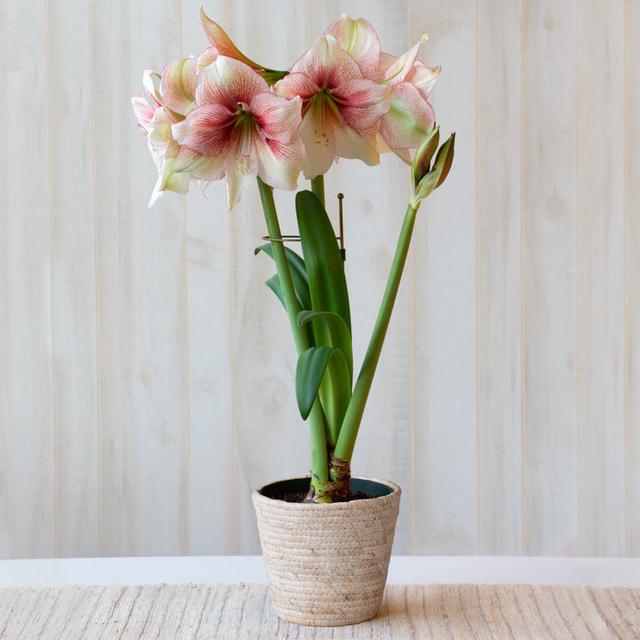 Amaryllis 'Grandise Fantasy,' one bulb in natural jute basket