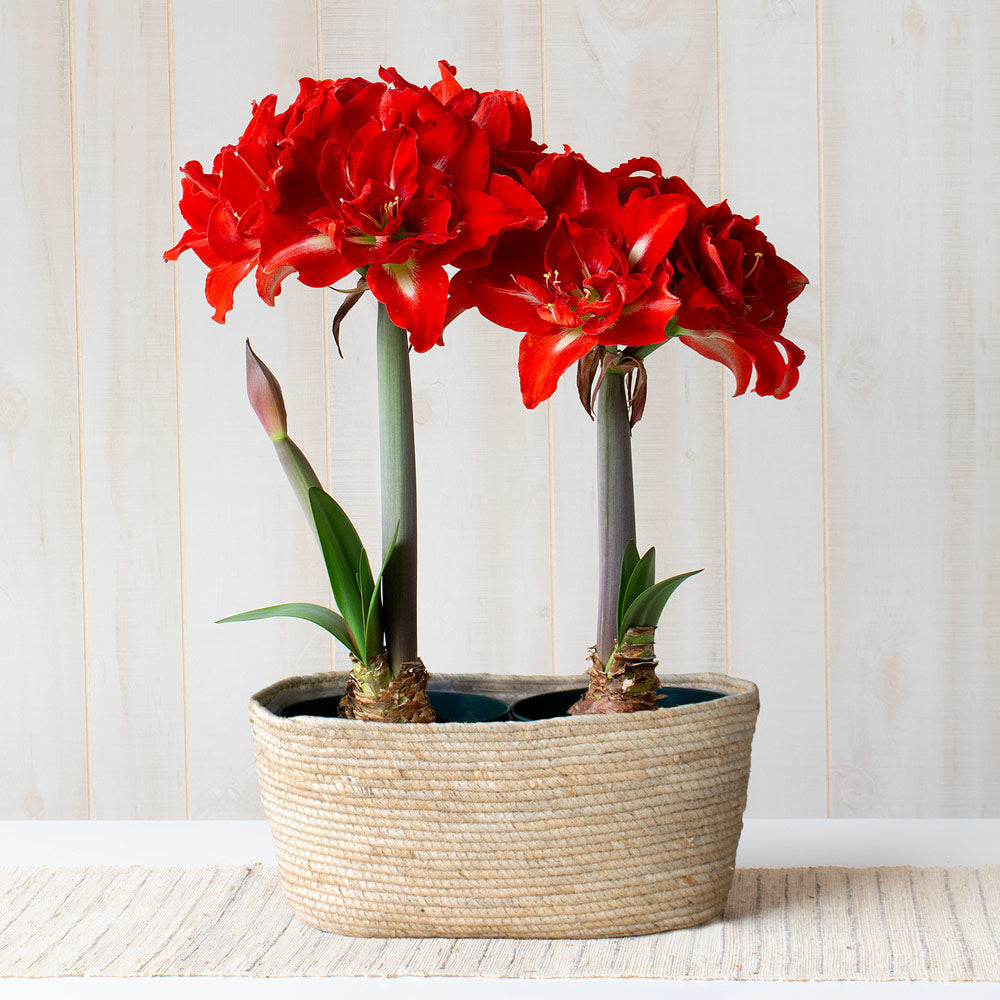 Amaryllis 'Happy Nymph,' two nursery pots in natural jute basket