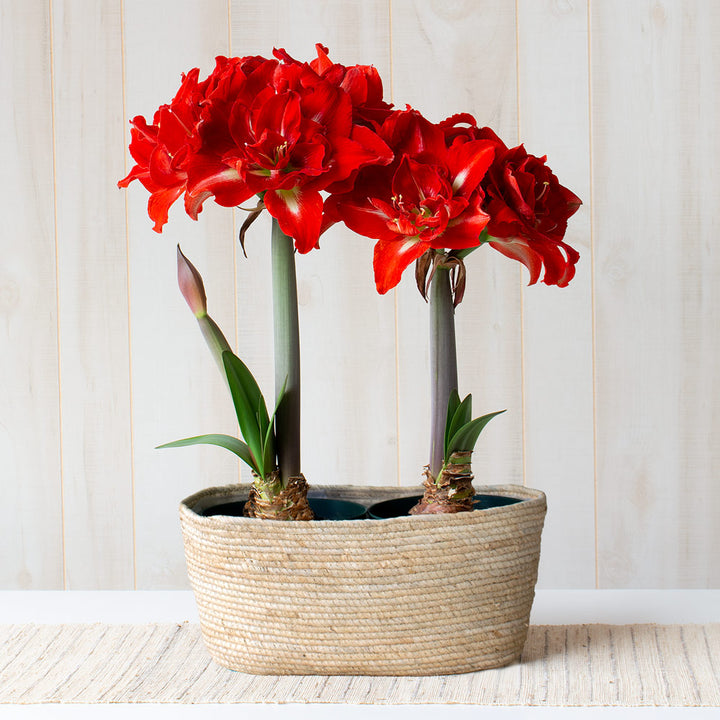 Amaryllis 'Happy Nymph,' two nursery pots in natural jute basket