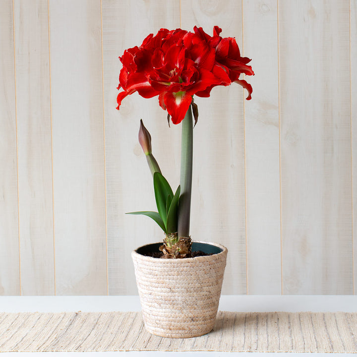 Amaryllis 'Happy Nymph,' one bulb in natural jute basket