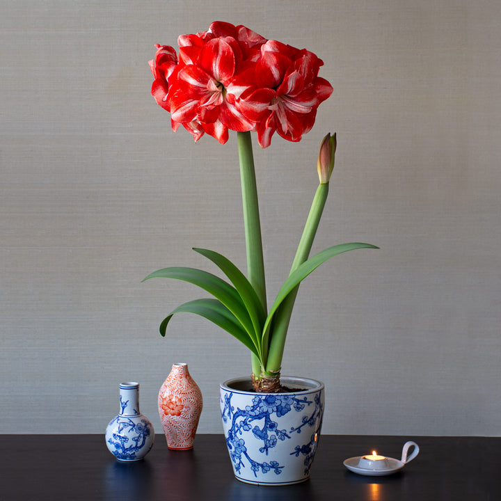 Amaryllis 'Jolly Majesty,' one bulb and Dynasty Chinoiserie Cachepot Kit