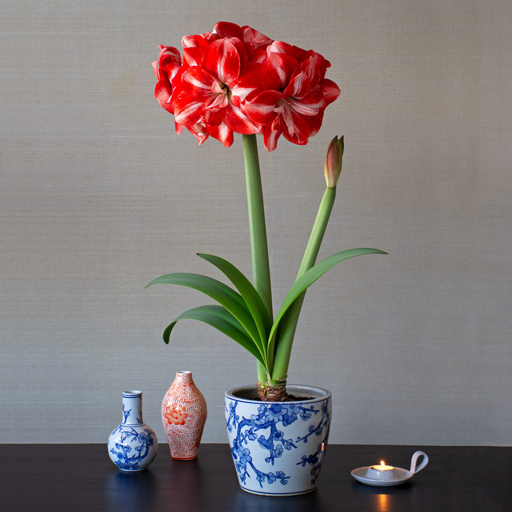 Amaryllis 'Jolly Majesty'