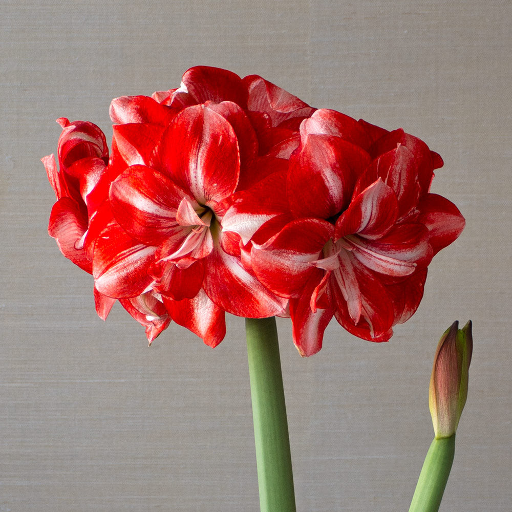 Amaryllis 'Jolly Majesty,' one bulb in nursery pot