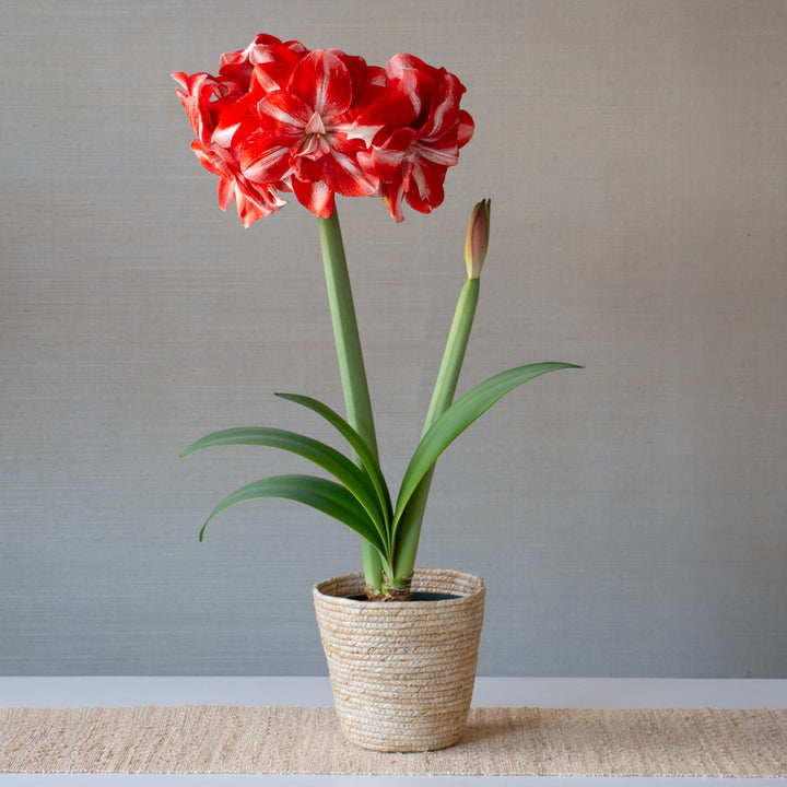 Amaryllis 'Jolly Majesty,' one bulb in natural jute basket