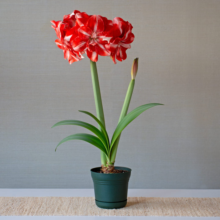 Amaryllis 'Jolly Majesty,' one bulb in nursery pot