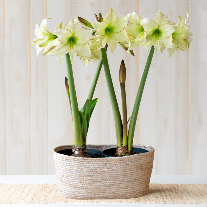 Amaryllis 'Lemon Cream,' two nursery pots in natural jute basket