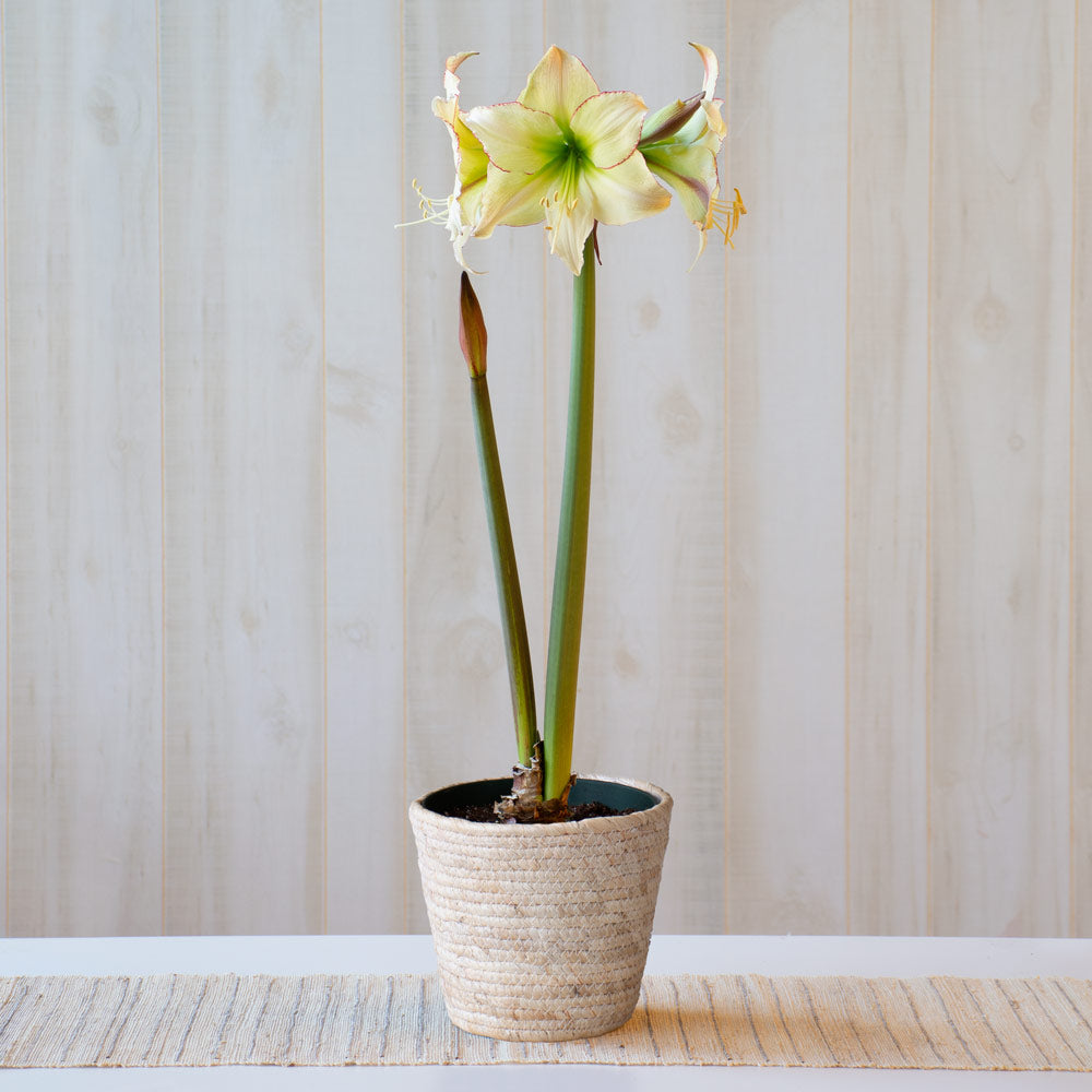 Amaryllis 'Lemon Cream,' one bulb in natural jute basket