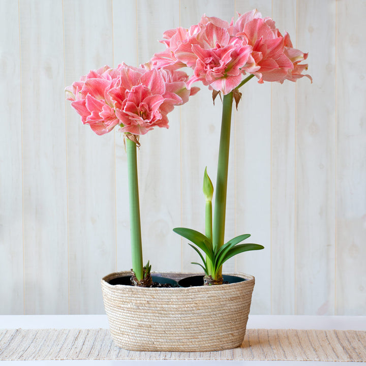 Amaryllis 'Lovely Nymph,' two nursery pots in natural jute basket
