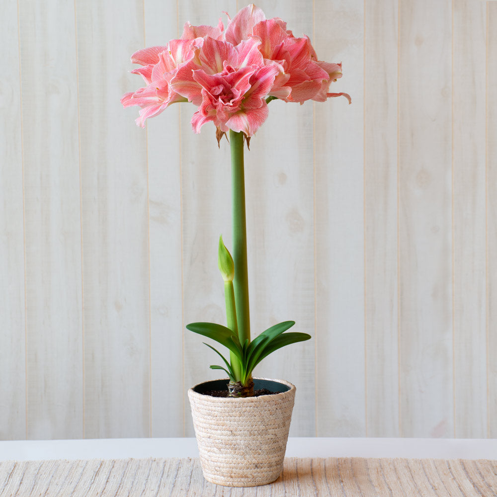 Amaryllis 'Lovely Nymph,' one bulb in natural jute basket