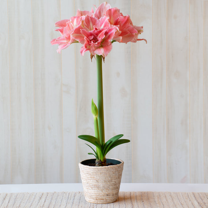 Amaryllis 'Lovely Nymph,' one bulb in natural jute basket