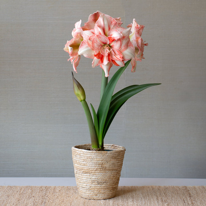 Amaryllis 'Lucky Nymph,' one bulb in natural jute basket