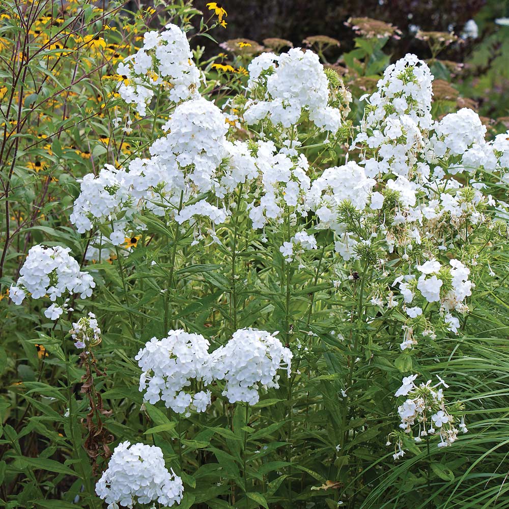 Phlox paniculata 'David'