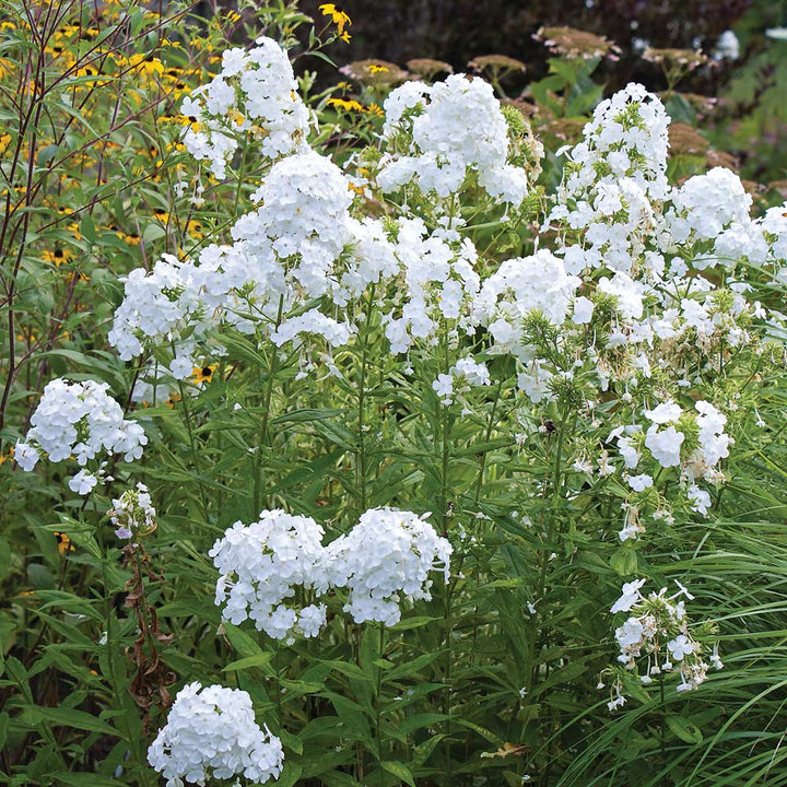 Phlox paniculata 'David'