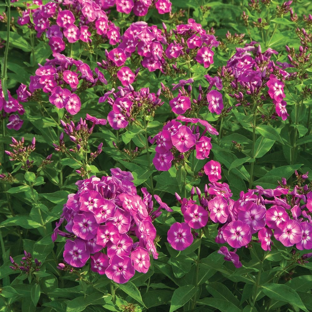 Phlox paniculata 'Laura'
