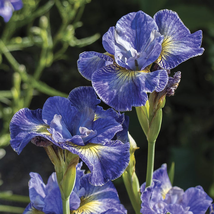 Iris sibirica 'Cape Cod Boys'