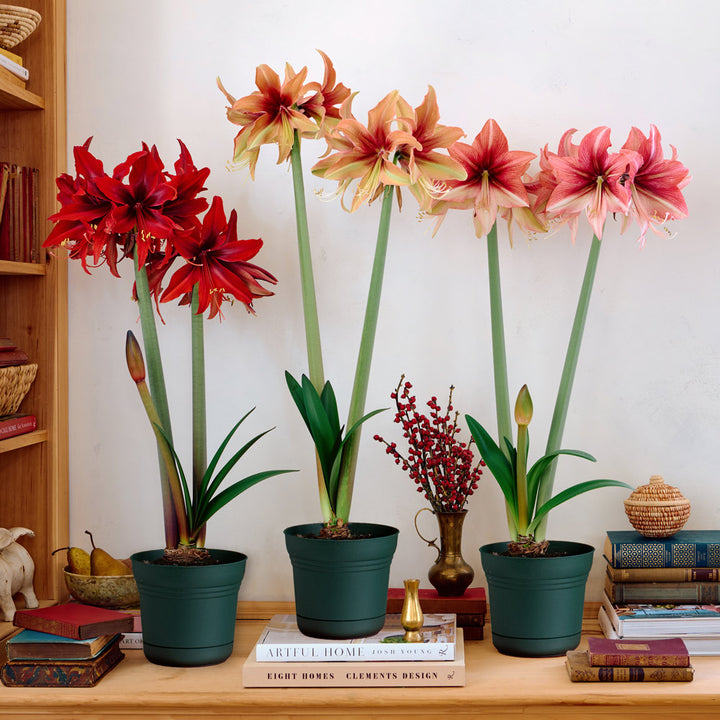 Amaryllis Amazone Trio, 3 bulbs in nursery pots