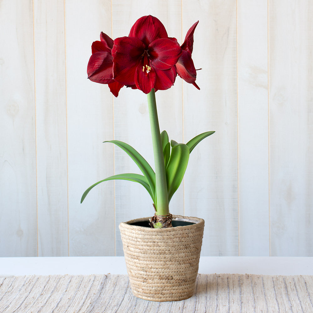 Amaryllis 'Carmen'