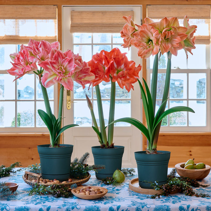 Fancy Nymph Amaryllis Trio, 3 bulbs in nursery pots