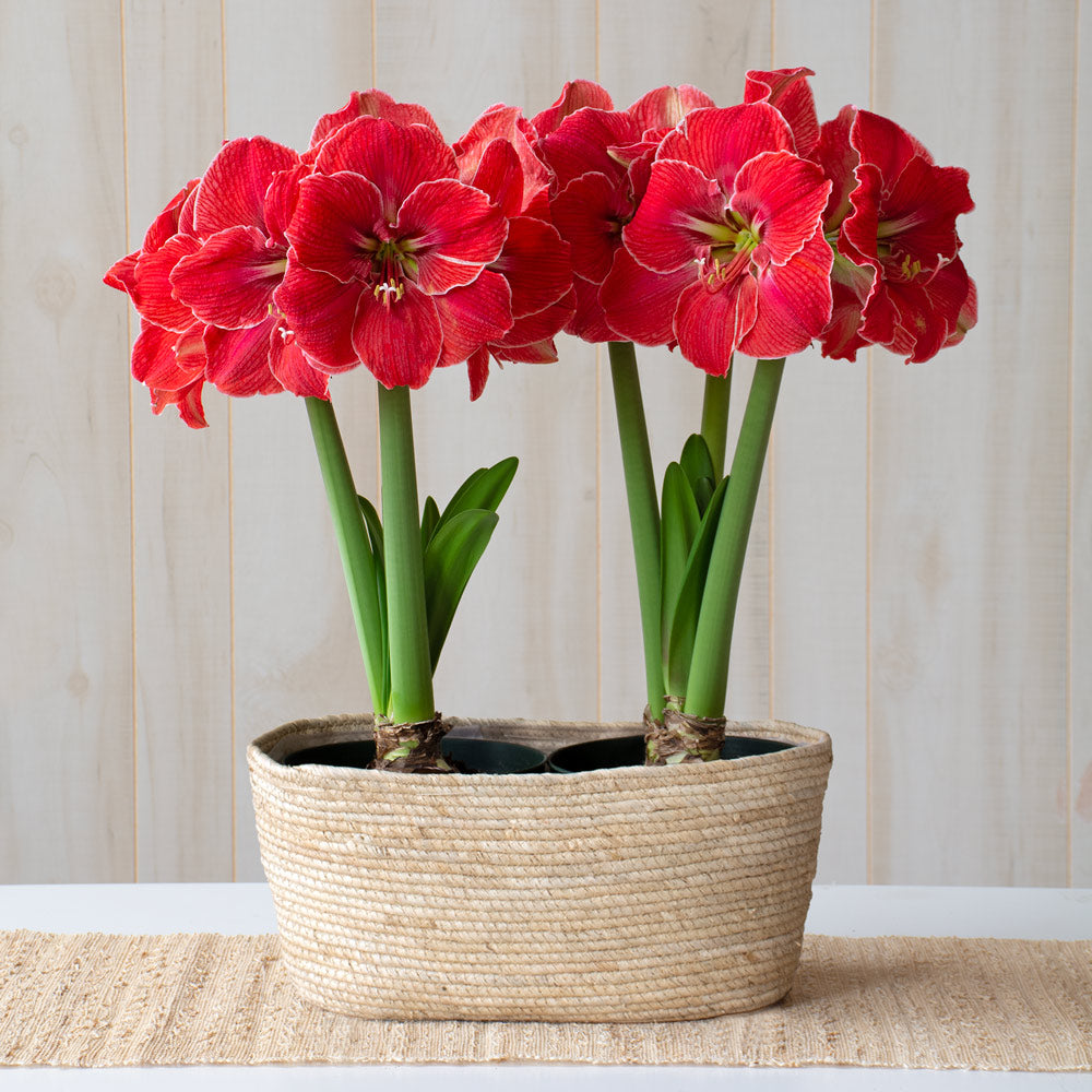 Amaryllis 'Magical Touch,' two nursery pots in natural jute basket