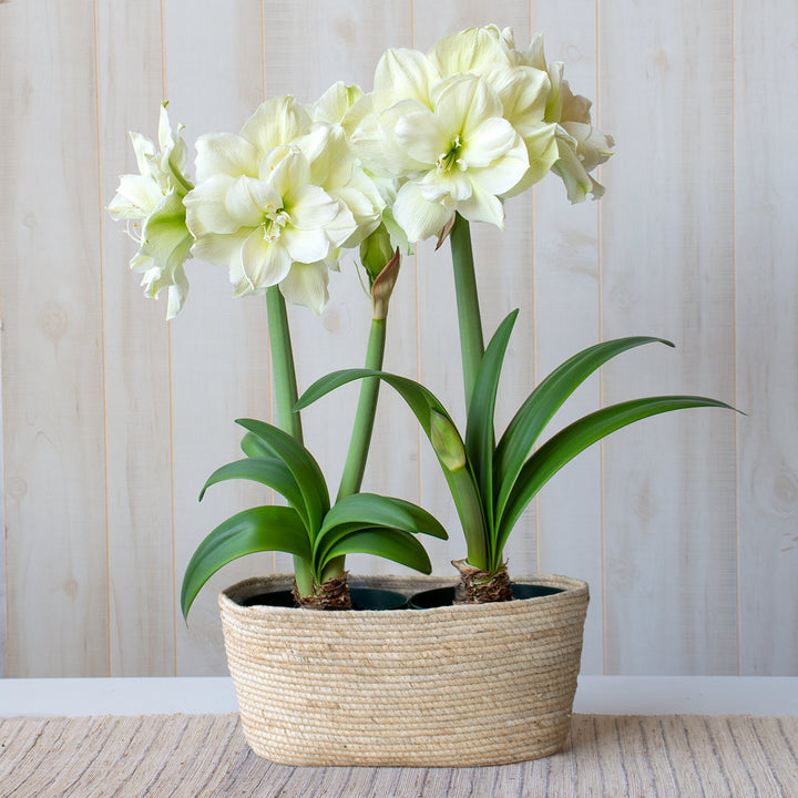 Amaryllis 'Marilyn,' two nursery pots in natural jute basket