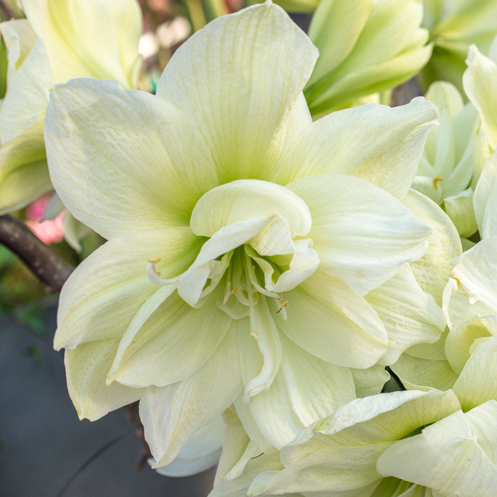 Amaryllis 'Marilyn,' 3 bulbs in coppery ceramic bowl kit