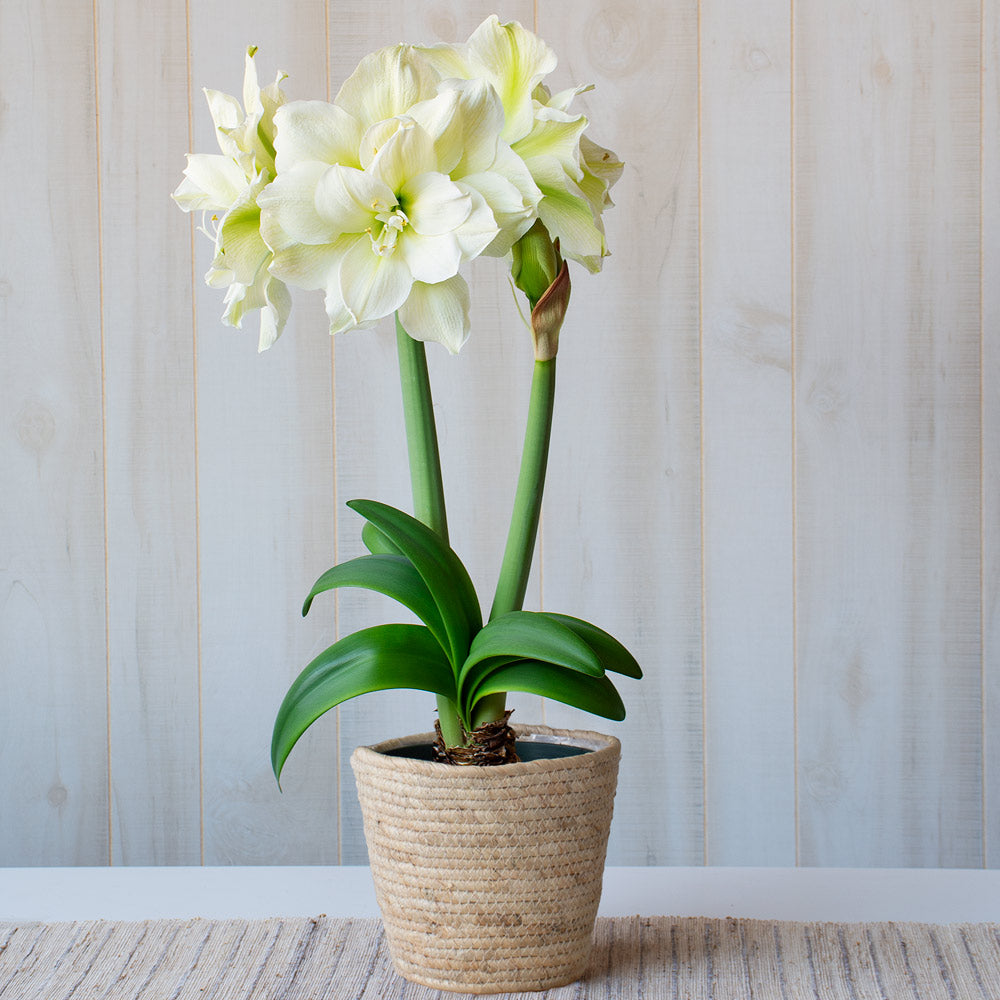 Amaryllis 'Marilyn,' one bulb in natural jute basket