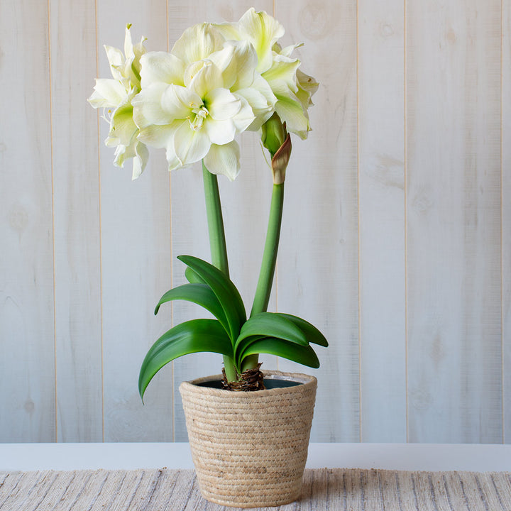 Amaryllis 'Marilyn,' one bulb in natural jute basket
