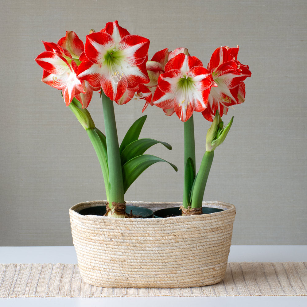 Amaryllis 'Mascotte,' two nursery pots in natural jute basket