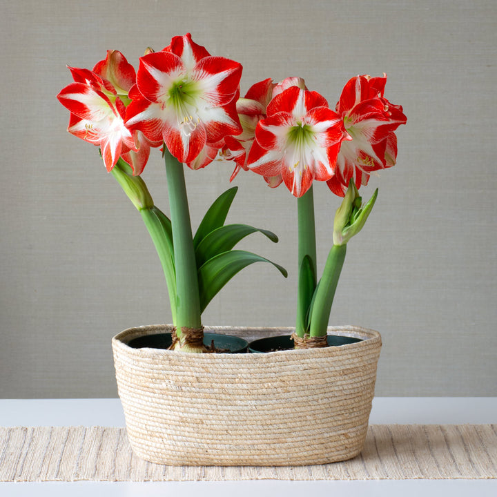 Amaryllis 'Mascotte,' two nursery pots in natural jute basket