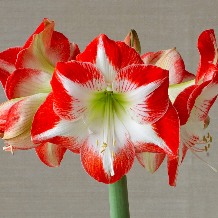 Amaryllis 'Mascotte,' one bulb in gray rope basket