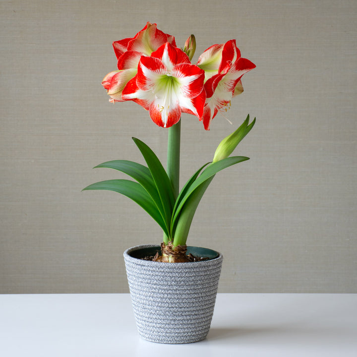 Amaryllis 'Mascotte,' one bulb in gray rope basket