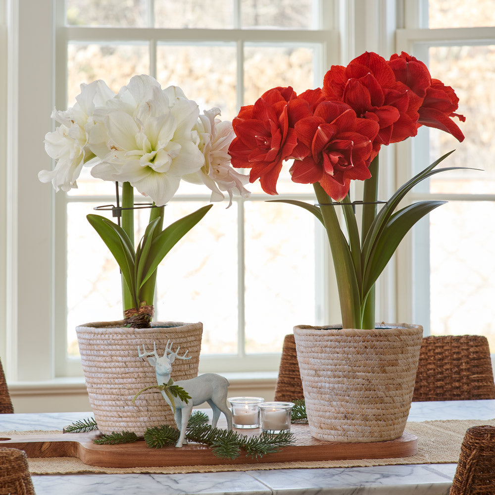 Amaryllis Nymph Duo, two bulbs in natural jute baskets