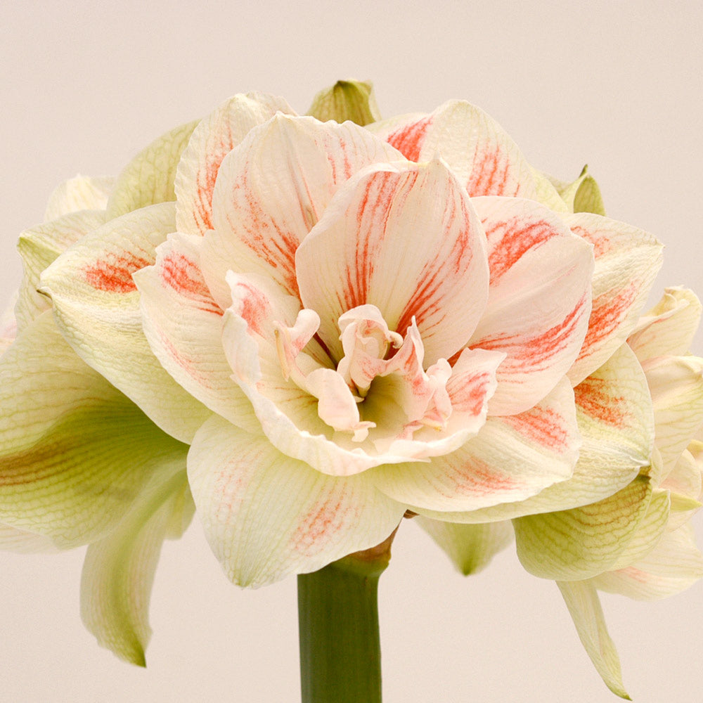 Amaryllis 'Nymph,' one bulb and Imperial Chinoiserie Cachepot Kit