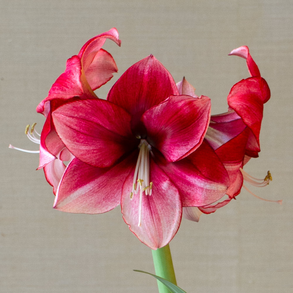 Amaryllis 'Passie Dream,' one bulb in nursery pot