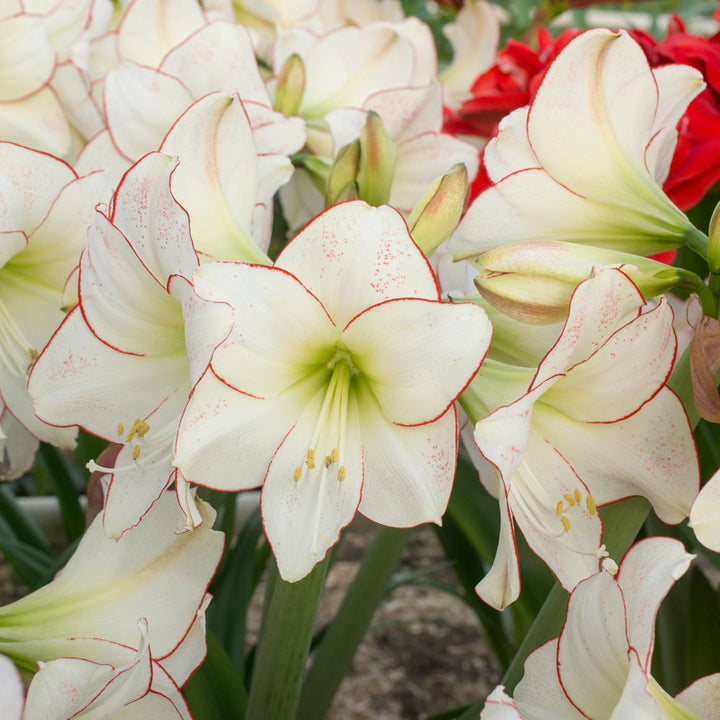 Amaryllis 'Picasso,' one bulb in nursery pot