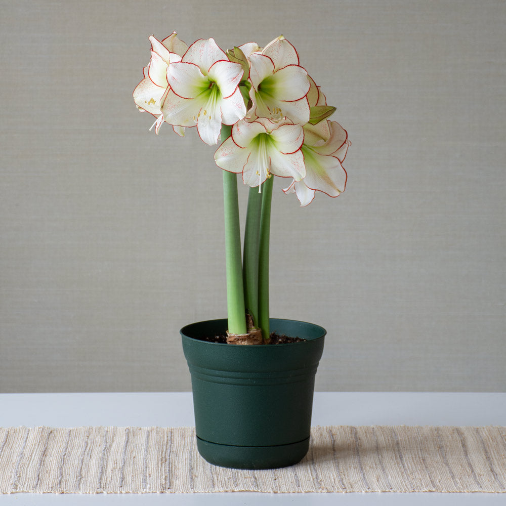 Amaryllis 'Picasso,' one bulb in nursery pot