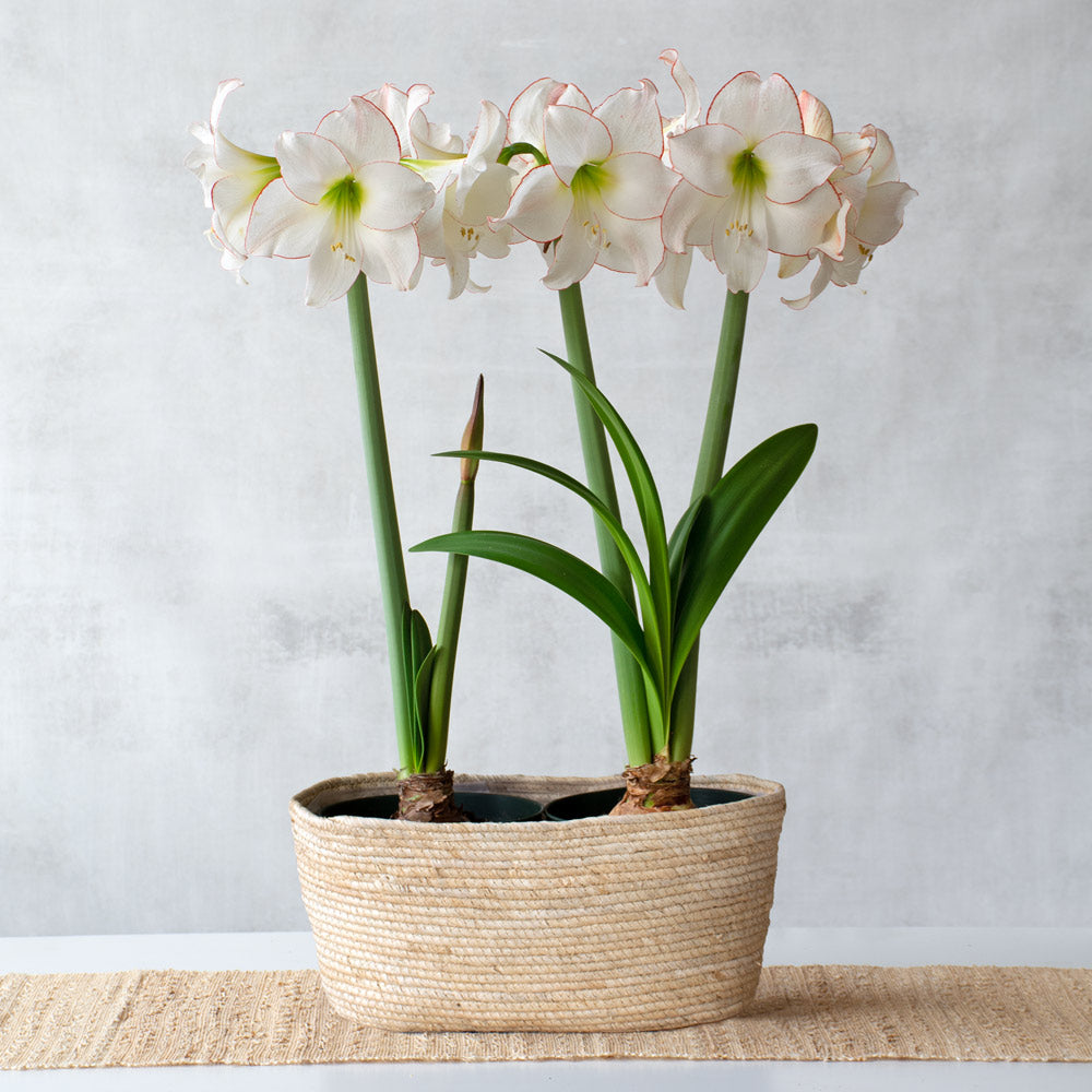 Amaryllis 'Picotee,' two nursery pots in natural jute basket