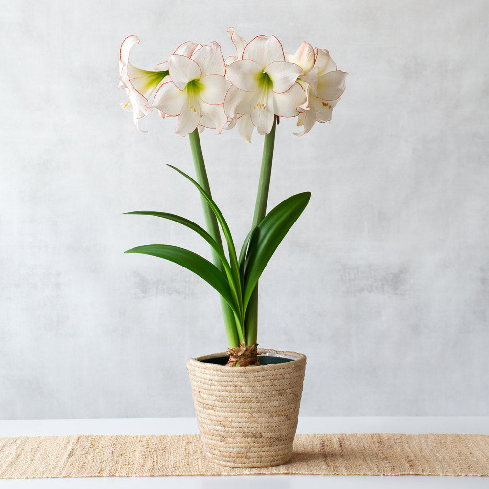 Amaryllis 'Picotee,' one bulb in natural jute basket