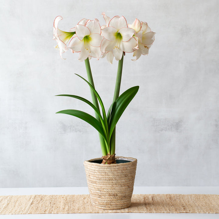 Amaryllis 'Picotee,' one bulb in natural jute basket