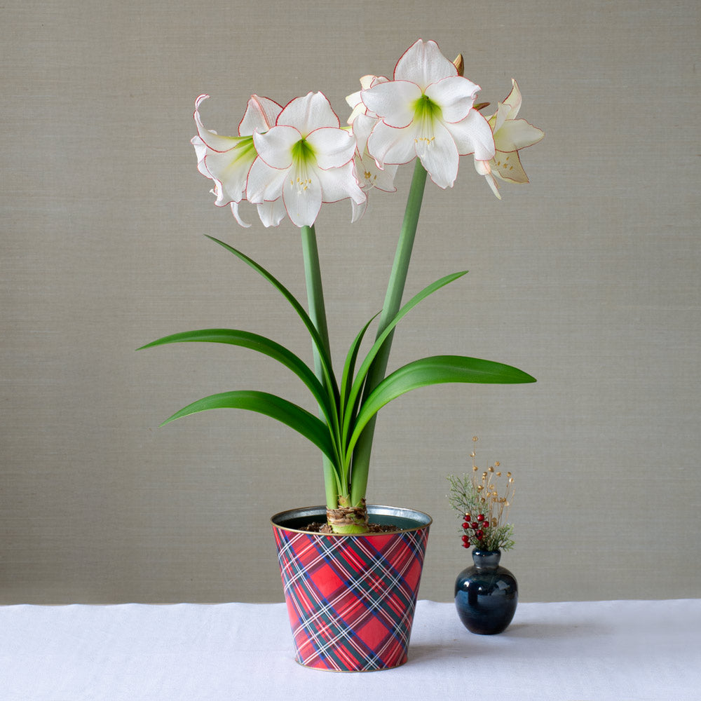 Amaryllis 'Picotee,' one bulb in plaid tin