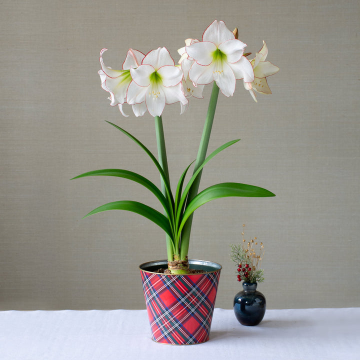 Amaryllis 'Picotee,' one bulb in plaid tin